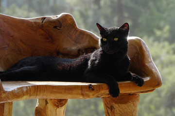 A black cat lounges on a wooden bench.