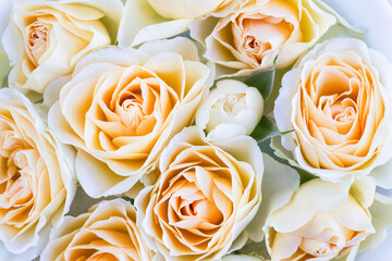 Delicate yellow cream roses close-up. Floral wallpaper. Background for postcard, notebook or album. Selective focus