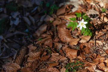 White lone flower with green leaves on a brown structural background