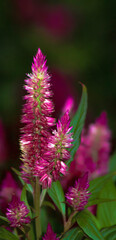 Plumed Cockscomb bloom in late summer.