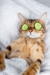 Funny cat relaxing at the spa. Cat with a piece of cucumber in front of her eyes