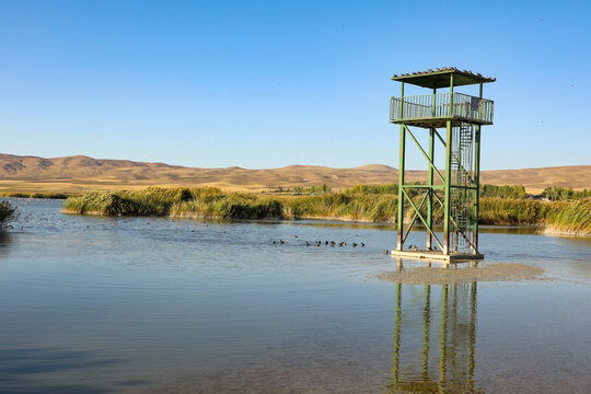 Bird watching tower in the reeds