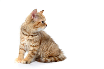 ginger striped purebred cat sitting on white isolated background