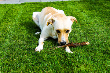 Whippet lab dog with stick on grass