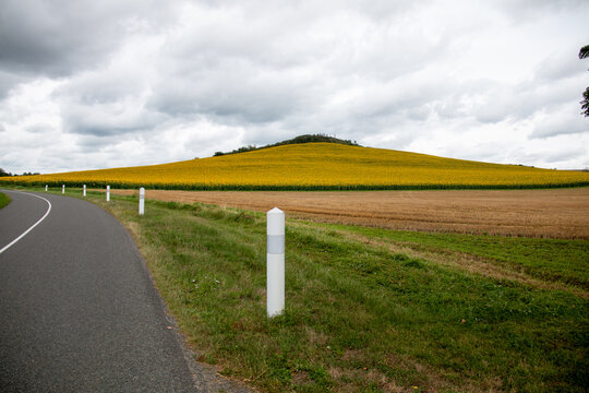 Route de campagne en courbe longeant une colline couverte de champs de fleurs jaunes sous un ciel nuageux