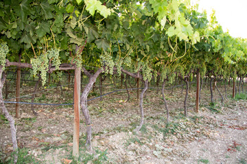 Fototapeta na wymiar vignes Provence, France.