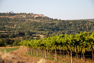 Fototapeta na wymiar vignes Provence, France.