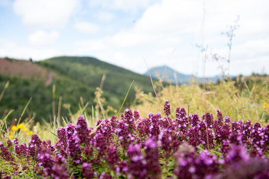 Gros plan sur des fleurs sauvages violettes en montagne avec sommet verdoyant en arri&egrave;re-plan