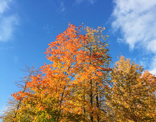 the crowns of trees in autumn against the background of a sunny sky