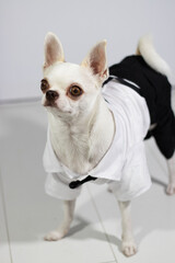 cute chihuahua dog dressed in formal suit