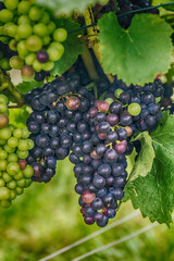 grapes on vine