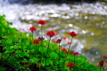 川辺に咲く彼岸花、太陽の反射のキラキラが丸ボケになりました。