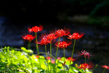 川辺に咲く彼岸花
