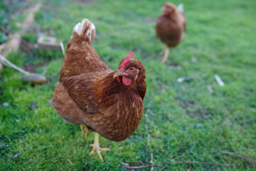 close-up of red chickens walking on green grass in Adelaide, south Australia
