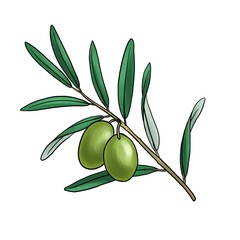 drawing branch of olive tree with fruits and leaves, isolated at white background, hand drawn illustration