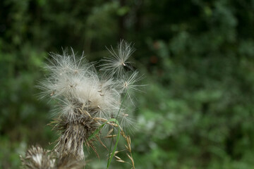 Dandelion on sunset 