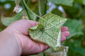 Diseases of cucumbers. A person's hand holds a spotted, yellowed and diseased cucumber leaf...