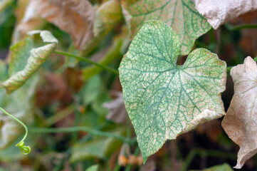 Diseases of cucumbers. A spotted, yellowed and diseased cucumber leaf affected by a disease or pests caused by harmful insects, plant fungi, thrips and other diseases.