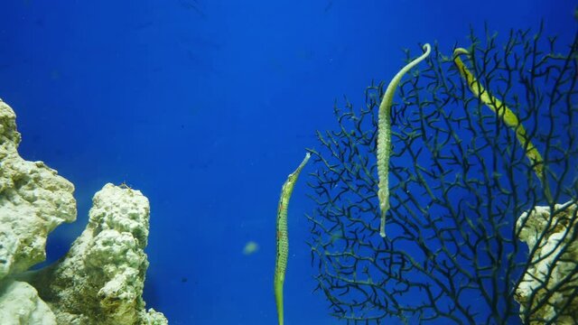Group of Broadnosed pipefish or deepnosed pipefish surrounded by corals in clear sea water.