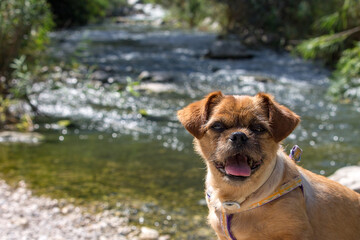 dog in the water