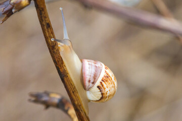 Macro de caracol