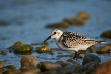 Dunlin between stones on the shore