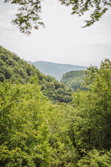 Fototapeta na wymiar Dense green thickets of trees on a mountainside in a deep canyon - vertical landscape