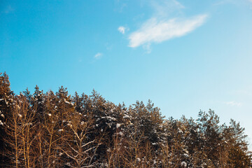 Crown of a tree with a snow cap on a frosty winter day against a blue bright sky