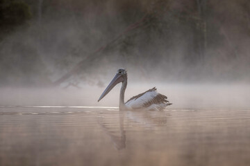 Pelican swimming in a misty lake (Pelecanus conspicillatus) © Fleur