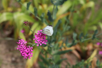 春のムシトリナデシコのピンクの花の蜜を吸うモンシロチョウ