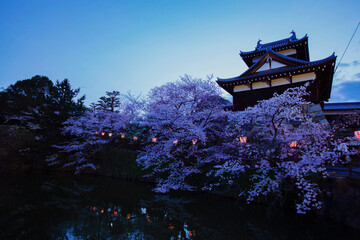 郡山城跡の夜桜　横位置