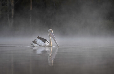 Pelican swimming in a misty lake (Pelecanus conspicillatus) © Fleur