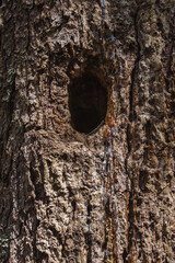 A hollow in a tree trunk for a woodpecker and a squirrel - forest animal house