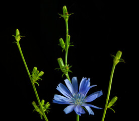 three sprigs of chicory and one flower