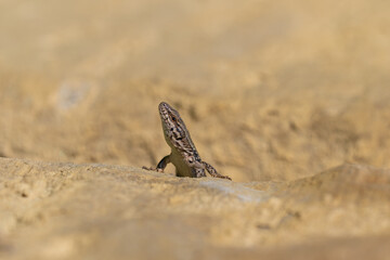 Close up mauereidechse im sonnenschein 