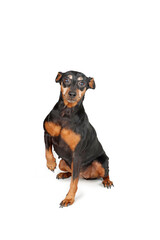 old pinscher sitting  with one paw up