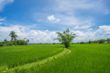Beautiful green rice paddy field against blue sky.
