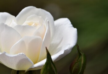 Fototapeta na wymiar Close up of a beautiful white Rose