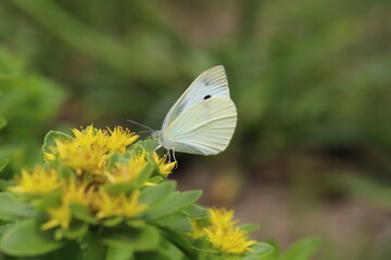 春のキリンソウの黄色い花の蜜を吸うモンシロチョウ