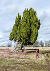 a large juniper tree, Rieteklis juniper is the largest and also the most beautiful juniper in the Baltics and Europe, Valmiera Parish, Latvia © ANDA