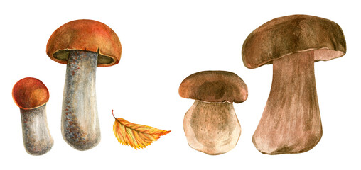 Forest mushrooms isolated on white background. Hello, Autumn, Oktoberfest. Watercolor illustration