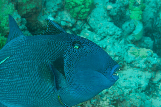 Fish the Red Sea. Redtoothed triggerfish