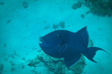 Fish the Red Sea. Redtoothed triggerfish