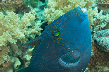 Fish the Red Sea. Redtoothed triggerfish