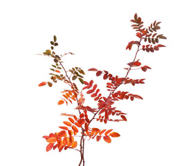 Two branches with colorful autumn leaves (Rose) isolated on white background. Selective focus