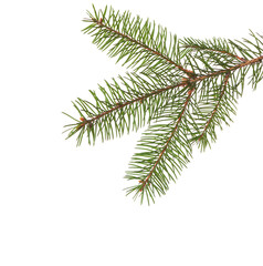 Small  Spruce branch  isolated on white background