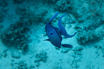 Fish the Red Sea. Redtoothed triggerfish