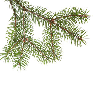 Spruce branch  isolated on white background