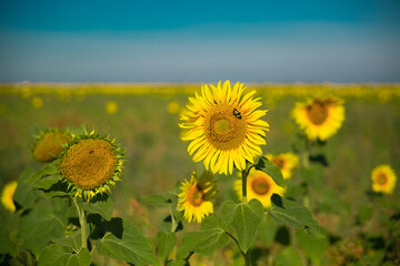 Fototapeta premium field of sunflowers