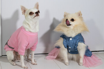 cute spitz and chihuahua dressed in costumes sitting at home